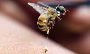 Η μελισσοθεραπεία ως μέθοδο διεύρυνσης του πέους